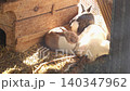 Group of multicolored decorative rabbits are resting in an aviary. Zoo and rabbit farm 140347962