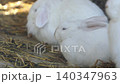 Mid shot group of white decorative rabbits are resting in an aviary. Zoo and rabbit farm 140347963