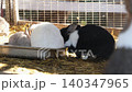 Low angle group of colorful decorative rabbits are eating food from a feeder. Zoo and rabbit farm 140347965