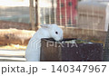 Wide shot white decorative rabbit drinks water from a drinking bowl. Zoo and rabbit farm 140347967