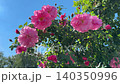 Pink roses in summer garden. 140350996