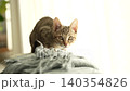 A tabby kitten eyeing something 140354826