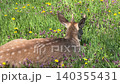 Young deer rests in the sunlit meadow, grazing on lush green grass. 140355431