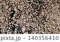 Dead fish floating in polluted water disaster 140356410