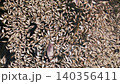 Dead fish floating after an ecological disaster 140356411