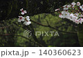 Cherry blossoms wet with rain and water droplets dripping from the thick trunk. Spring rain. A backdrop of fresh greenery. Close-up. Live-action. Fixed shot. 140360623