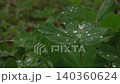 Clover leaves wet with rain and splashing raindrops. The rain continues to fall. The rainy season. Droplets. Close-up. Live-action. Fixed shot. 140360624