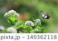 A migratory butterfly, the chestnut tiger butterfly, sips nectar from the Eupatorium fortunei flower and takes flight. A migratory butterfly, the chestnut tiger butterfly, sips nectar from the Eupatorium fortunei flower and takes flight. 140362118