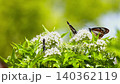 A group of "traveling butterflies," the chestnut tiger butterflies, sipping nectar from the flowers of the Eupatorium fortunei. A group of "traveling butterflies," the chestnut tiger butterflies, sipping nectar from the flowers of the Eupatorium fortunei. 140362119