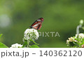 The moment the migratory butterfly, the chestnut tiger, sips nectar from the Eupatorium fortunei flower and takes flight. The moment the migratory butterfly, the chestnut tiger, sips nectar from the Eupatorium fortunei flower and takes flight. 140362120