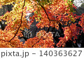 風に揺れるモミジの真っ赤な紅葉 140363627