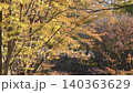 公園のケヤキの紅葉　ズームイン 140363629