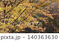 公園のケヤキの紅葉 140363630