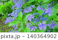 The blue-purple flowers of the lacecap hydrangea in the rainy season garden. The blue-purple flowers of the lacecap hydrangea in the rainy season garden. 140364902