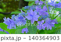 The blue-purple flowers of the lacecap hydrangea in the rainy season garden. The blue-purple flowers of the lacecap hydrangea in the rainy season garden. 140364903
