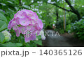 Hydrangeas and a green promenade after the rain Hydrangeas and a green promenade after the rain 140365126