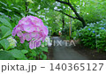 Hydrangeas and a green promenade after the rain Hydrangeas and a green promenade after the rain 140365127