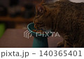 Tabby cat eating 140365401