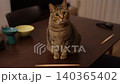 Tabby cat eating 140365402