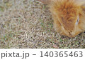 Close-up of a fluffy ginger rabbit grazing on dry grass. High angle view of a cute lionhead bunny in a natural outdoor garden setting. Pet photography with soft fur textures and warm lighting. Lovely. 140365463