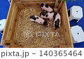 Four adorable piglets with black spots resting in a wooden crate filled with dry yellow hay. The piglets are fighting over the milk bottle. 140365464