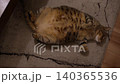 A tabby cat lying on its back 140365536