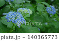 A close-up of beautiful hydrangeas blooming after the rain. A close-up of beautiful hydrangeas blooming after the rain. 140365773