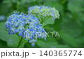 A close-up of beautiful hydrangeas blooming after the rain. A close-up of beautiful hydrangeas blooming after the rain. 140365774