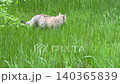 Cat walking through meadow grass. 140365839