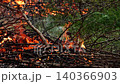 Closeup burning campfire, fire flames on wood logs and tree branches in forest 140366903