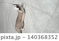 British shorthair cat with cream fur playful feline lying light tile floor indoor pet relaxed mood joyful expression curious whiskers visible domestic animal cute beige tail paw ear nose mouth 140368352