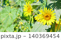 一段視頻，特寫鏡頭展示了兩朵盛開的向日葵在微風中搖曳。 140369454