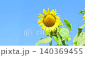 一段視頻，特寫鏡頭展示了一朵盛開的向日葵在微風中搖曳。 140369455