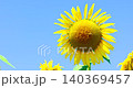 一段視頻，特寫鏡頭展示了一朵盛開的向日葵在微風中搖曳。 140369457
