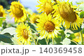 多朵盛開的向日葵在微風中搖曳。 140369458