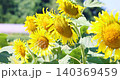 多朵盛開的向日葵在微風中搖曳。 140369459