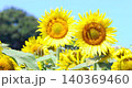 多朵盛開的向日葵在微風中搖曳。 140369460