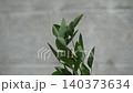 Close up of green Thonglang leaves moving gently in the wind with soft light and natural detail. 140373634