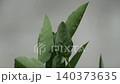 Close up of green Thonglang leaves moving gently in the wind with soft light and natural detail. 140373635