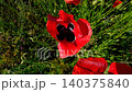 Natural Spring Landscape with Blooming Poppy Flowers.  140375840