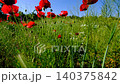 Natural Spring Landscape with Blooming Poppy Flowers.  140375842