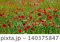 Natural Spring Landscape with Blooming Poppy Flowers.  140375847
