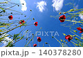 Red Wildflowers and Green Plants Reaching Toward the Sky.  140378280