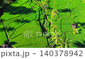 Beautiful morning view in Indonesia, panoramic landscape of rice fields with mountain ranges and clear sky 140378942
