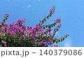 Bougainvillea flowering bush against blue sky. 140379086