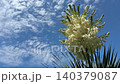 Yucca rostrata Beaked Yucca succulent tree with creamy-white flowers that bloom in large, dense clusters on towering stalk against sky. 140379087