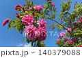 Pink roses climbing and trailing shrub Canadian rose against sky. 140379088