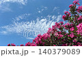 Oleander Nerium oleander vibrant pink flowers against beautiful sky. 140379089