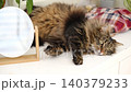 A fluffy tabby cat licks its paw with its pink tongue. The cute pet washes and grooms itself on a white blanket with a plaid pillow. Pet care concept. Happy pets. Space for text. Banner. 140379233