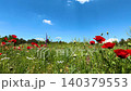 Timelapse of Red Wildflowers Under Moving Clouds. 140379553
